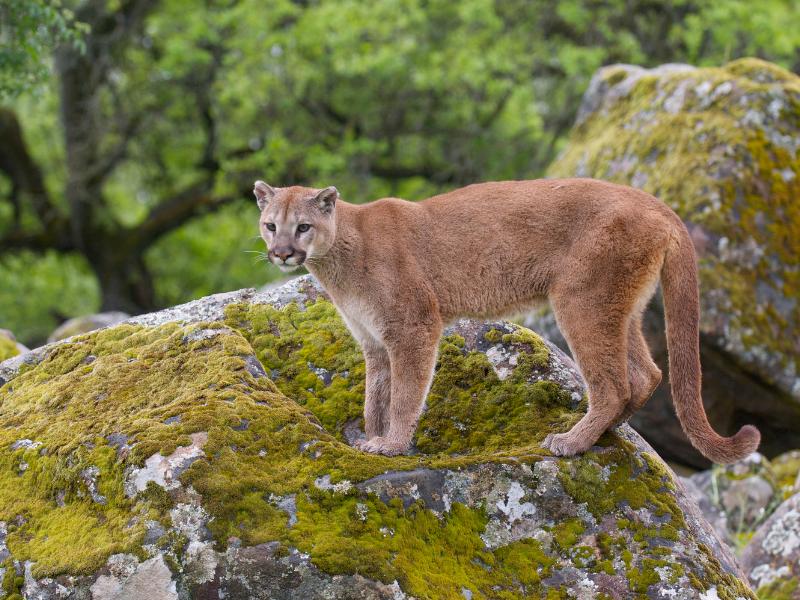 Mountain Lion